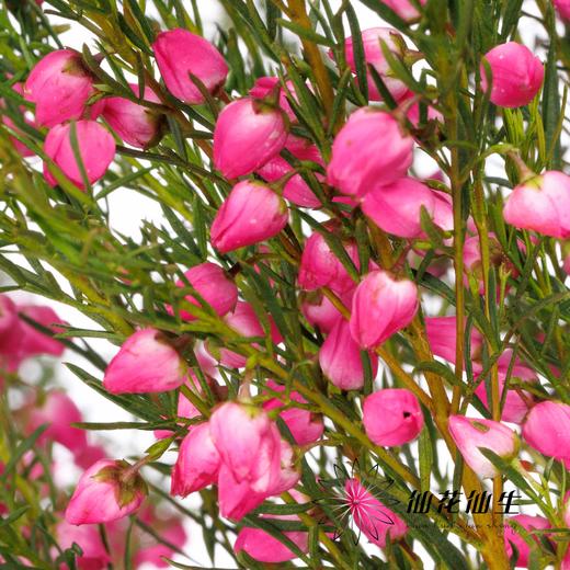 配花 | 菠萝蜜花 商品图3