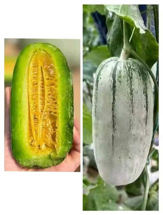 【蜜园18蜜瓜】比博洋还甜，比羊角蜜更脆~，外清脆，里甜嫩，汁多香味足，味道浓郁 商品图2