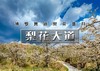 1日｜梨花大道｜镇罗营万亩梨花-迎来最佳赏花期-7公里休闲徒步 商品缩略图0
