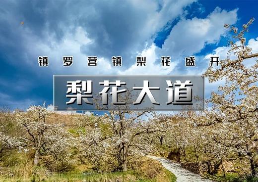 1日｜梨花大道｜镇罗营万亩梨花-迎来最佳赏花期-7公里休闲徒步 商品图0