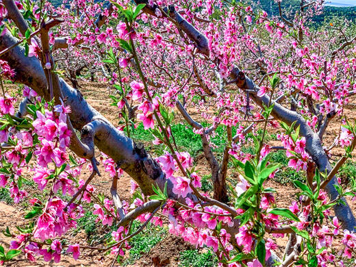 【平谷桃花+丫髻山1日】｜人间最美四月天-春风十里看桃花の近畿福地丫髻山 商品图2