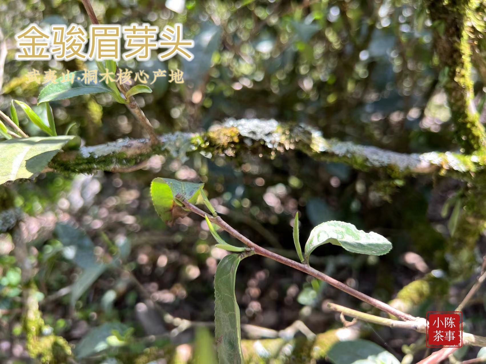 【预售】2026金骏眉，绽放在一个盛日寻芳泗水滨的春季，果香馥郁而花香悠长，汤水丰腴多汁