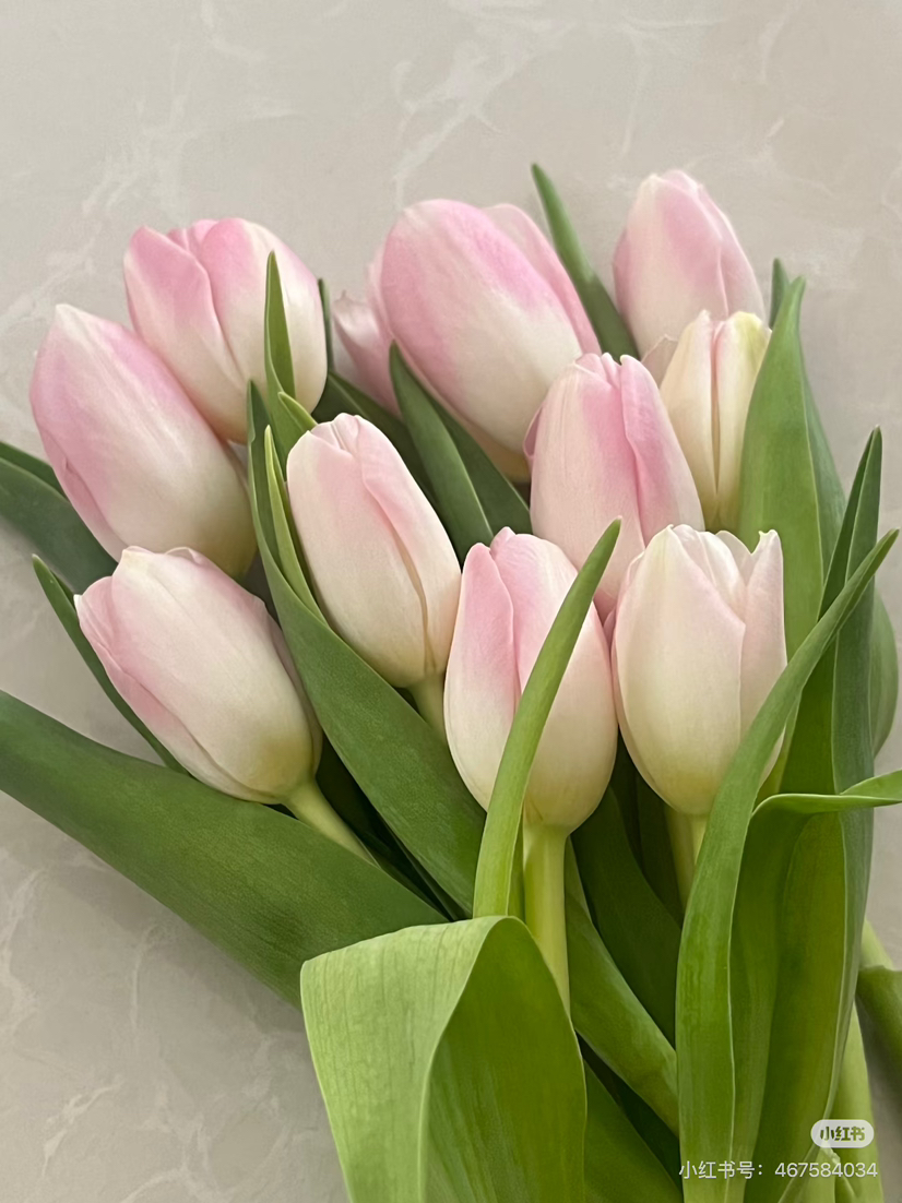 预售8号到货 王朝粉郁金香一扎10支 支长35厘米