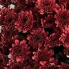 小菊 | 小菊都市红 商品缩略图0
