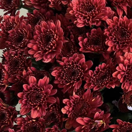 小菊 | 小菊都市红 商品图0