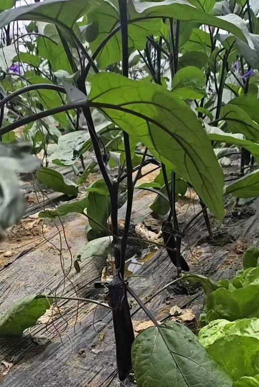 【3.8折优惠】【8种有机蔬菜宅配到家】 商品图3