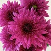 小菊 | 紫丹特 商品缩略图0