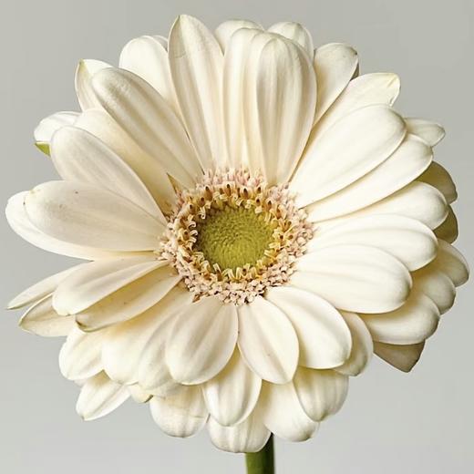 非洲菊 | 非洲菊小粉兔 商品图0