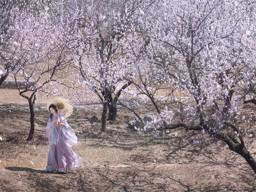 【十里杏花坡1日】粉白铺就十里路の十里杏花坡穿越8公里<初级> 商品图9