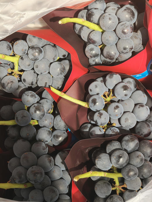 蓝莓葡萄 商品图1
