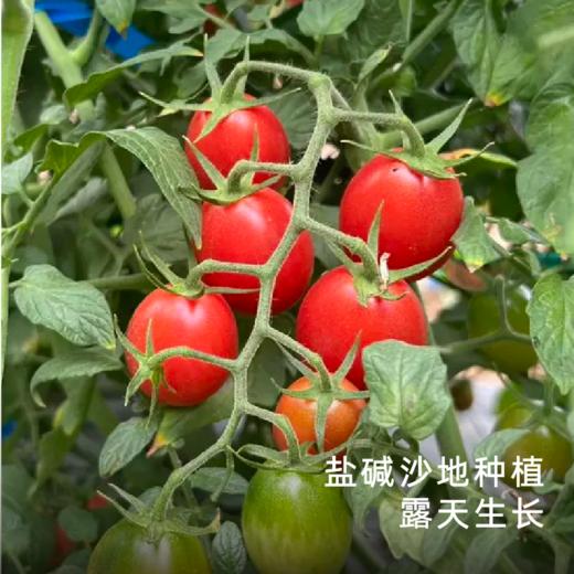 饱记广东茂名蜜脆小番茄浓郁饱满圆润酸甜爆汁 商品图3