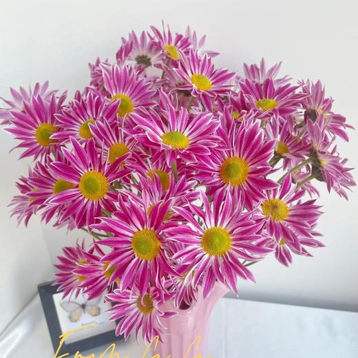 小菊 | 太子 商品图0