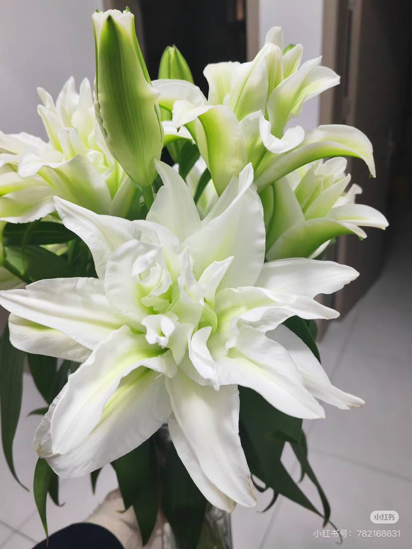 预售8号到货艾莎纯瓣，白色百合。一扎5支。一支双头