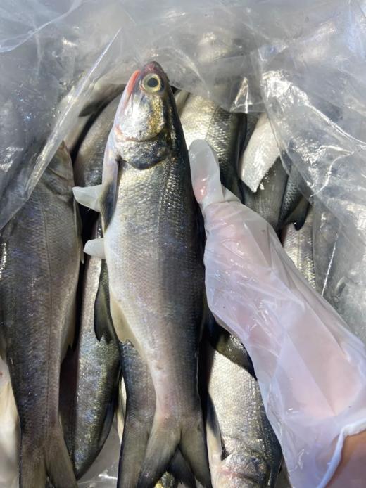 &闽南第一嫩鱼🐟午鱼（马友鱼）超鲜，鱼中贵族！！【活冻】 商品图5