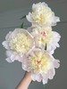 【春末花神-重瓣芍药】花骨朵发货，需醒花，芍药周期只有1周，喜欢花花的不容错过~ 商品缩略图3
