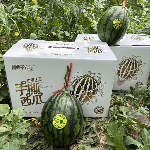 石家庄优选仓库速达，山东冰激凌手撕小西瓜，可以徒手剥皮，皮薄且脆，吊瓜种植，净重5.2斤左右/2枚礼盒装 商品图3