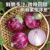 安心优选 紫皮洋葱 500g 颜色鲜亮  清脆爽口 微辣味浓  凉拌炒食均佳  葱头 商品缩略图0