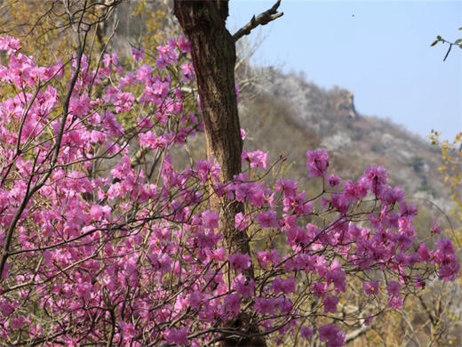 【大北梁杜鹃1日】环穿野趣の辛庄村-大北梁-北庄村环穿看杜鹃花12公里<初级> 商品图2