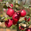 瑞香红苹果，高标准种植保障，它真的跟普通苹果不一样 商品缩略图2