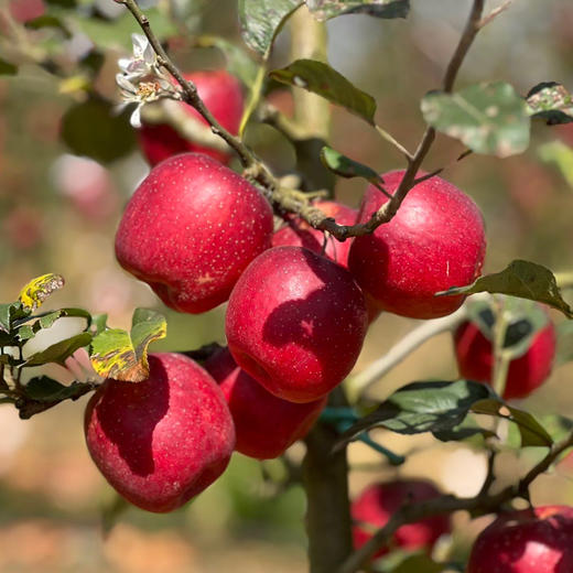 瑞香红苹果，高标准种植保障，它真的跟普通苹果不一样 商品图2