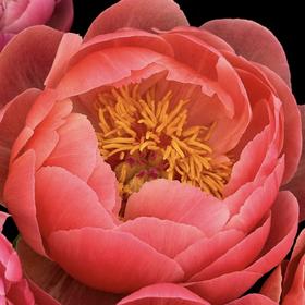 【山东仓现货】顺丰包邮芍药 | 珊瑚魅力