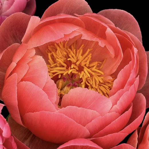 【山东仓现货】顺丰包邮芍药 | 珊瑚魅力 商品图0