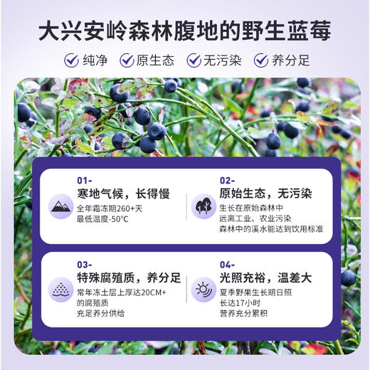 ⁴【大兴安岭野生蓝莓（越橘）】果干2大袋（共约50小包） 250g/袋 YC04-CR-YKSC【白桦树采汁】 商品图1