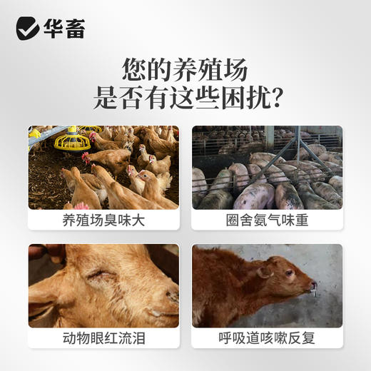 华畜养殖场生物除臭剂猪牛羊鸡场鸭棚猪场鸡舍除氨气兽用消毒液 商品图2
