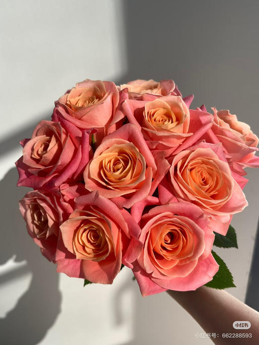 预售8号到货 朱小姐一扎10支，支长 商品图1