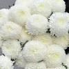 小菊 ｜ 牡丹菊白色 商品缩略图0