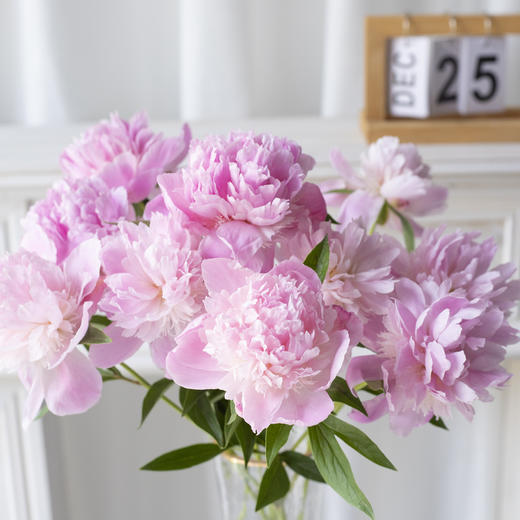 【春末花神-重瓣芍药】花骨朵发货，需醒花，芍药周期只有1周，喜欢花花的不容错过~ 商品图2