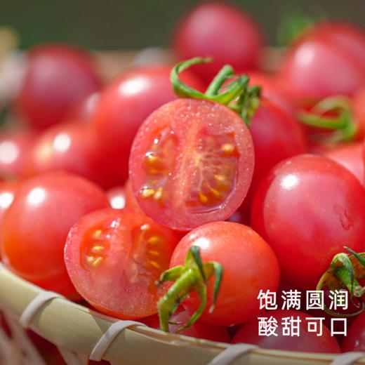 饱记广东茂名蜜脆小番茄浓郁饱满圆润酸甜爆汁 商品图0