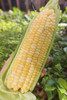 来自云南黄白粒可生吃爆汁玉米！在大冬天能吃上一口鲜玉米，太幸福了！甜度16+，一组五根 商品缩略图0