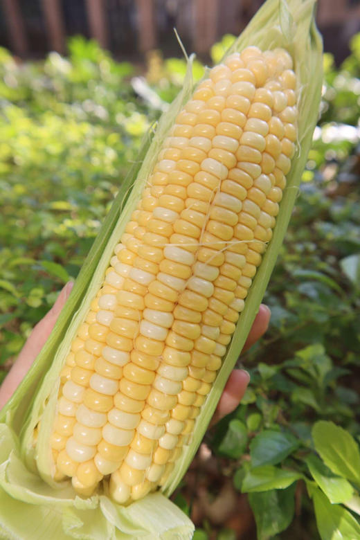 来自云南黄白粒可生吃爆汁玉米！在大冬天能吃上一口鲜玉米，太幸福了！甜度16+，一组五根 商品图0