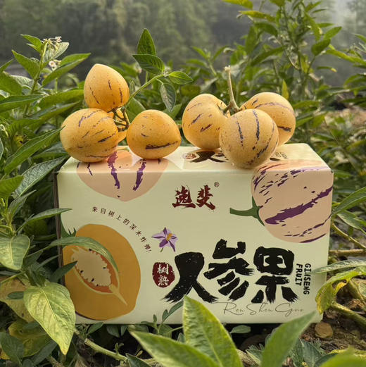 海南产地直发树熟人参果中果（一箱净重3斤20个左右） 商品图0