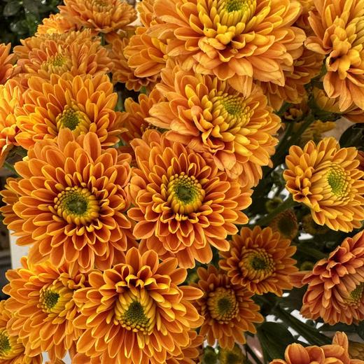 小菊 | 乔尼 商品图0