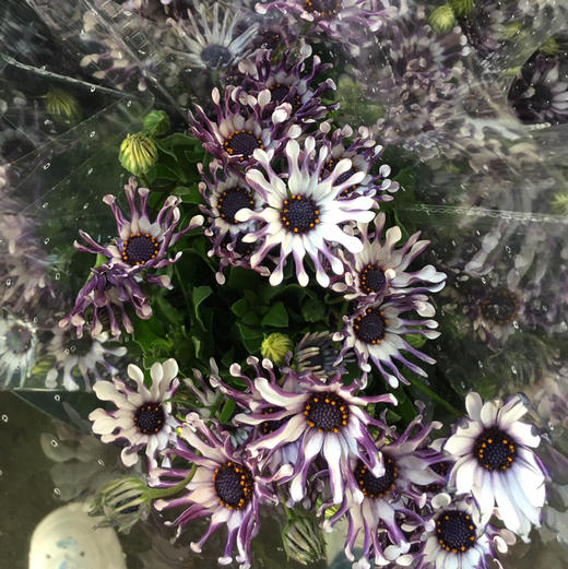 蓝目菊 商品图0