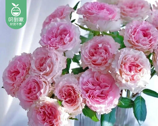 【预售-4月13日配送】洛神玫瑰（10支/扎） 商品图2