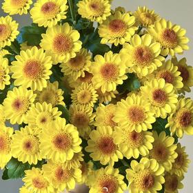 配花 | 小菊南农小金星