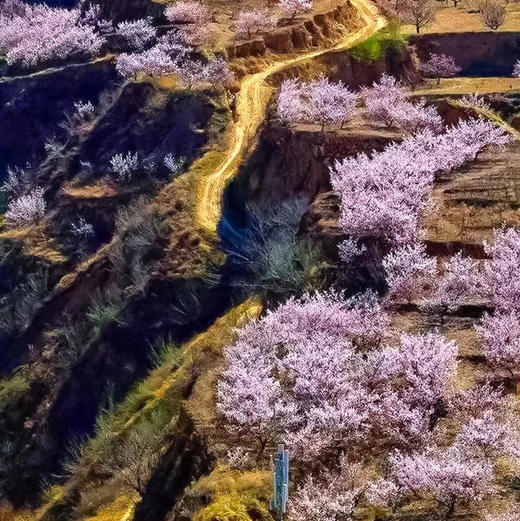 周末1天【黄土高坡杏花78元】万亩杏花黄土高坡上绽放-黄土坡11公里环穿 商品图1