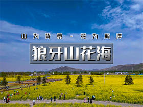 【狼牙山花海1日】｜万亩花海の狼牙山田园花海-太行水镇