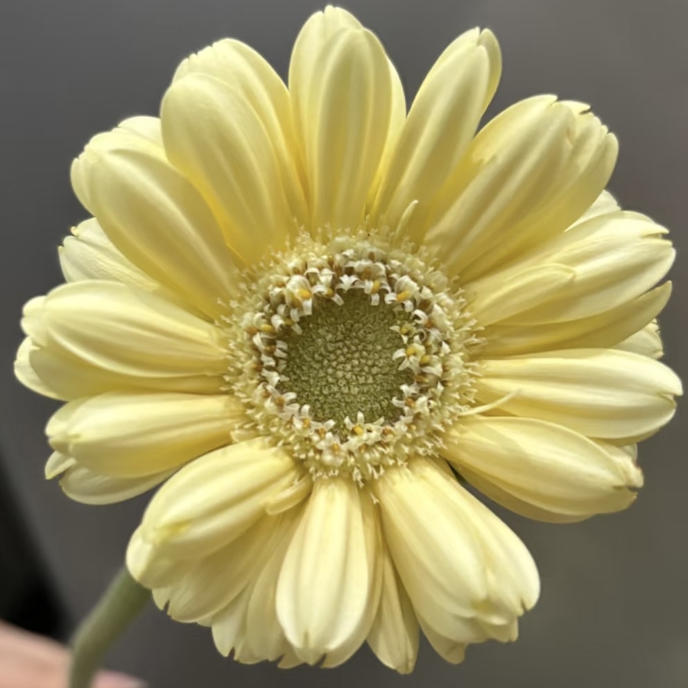 非洲菊 | 非洲菊奶油史努比