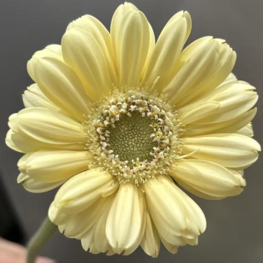 非洲菊 | 非洲菊奶油史努比 商品图0