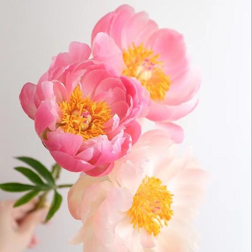 【山东仓现货】顺丰包邮芍药 | 珊瑚魅力 商品图1