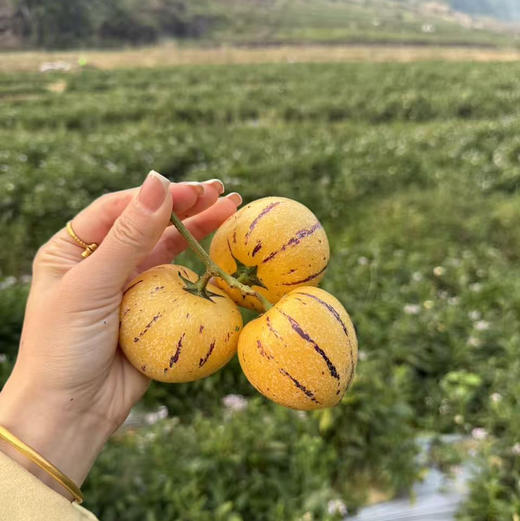 海南产地直发树熟人参果中果（一箱净重3斤20个左右） 商品图2