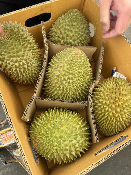 托曼尼榴莲 商品图11