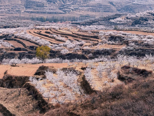 【十里杏花坡1日】粉白铺就十里路の十里杏花坡穿越8公里<初级> 商品图6