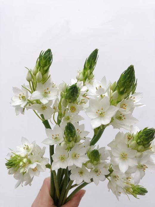 雀梅10枝 商品图0