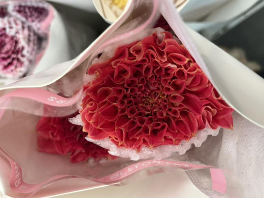 国产大丽花-【鸳鸯】新品 商品图2