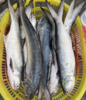 &闽南第一嫩鱼🐟午鱼（马友鱼）超鲜，鱼中贵族！！【活冻】 商品缩略图2